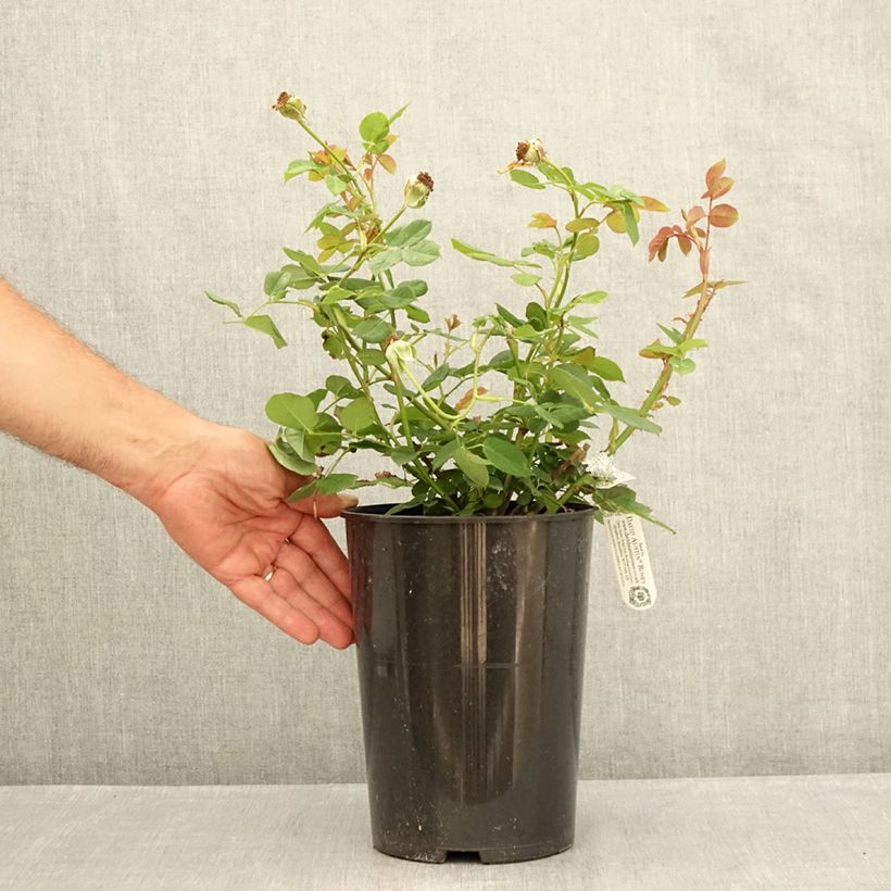 Esemplare di Rosa Wollerton Old Hall Vaso da 4L/5L consegnato in estate