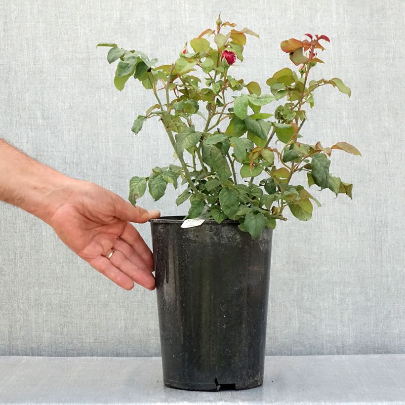 Esemplare di Rosa Young Lycidas Vaso da 4L/5L consegnato in estate