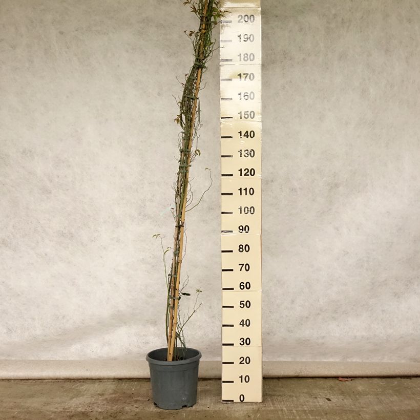 Esemplare di Rosa banksiae var. banksiae Alba Plena - Rosa di Lady Banks Vaso da 6L/7L consegnato in estate