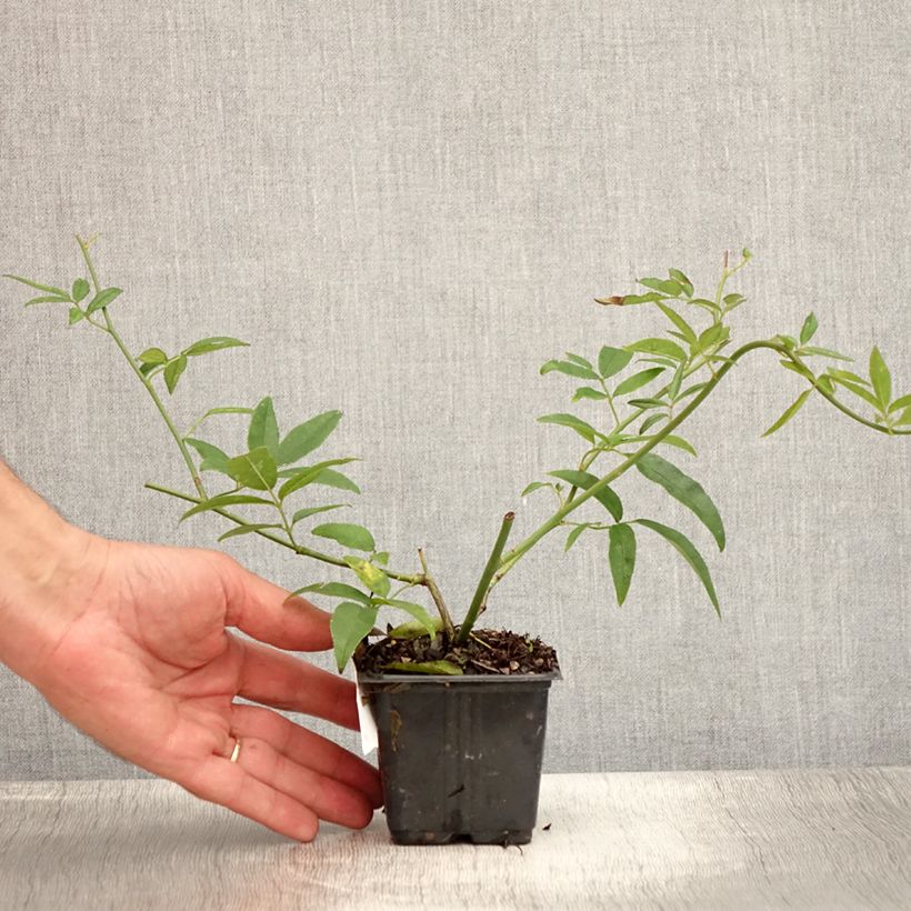 Esemplare di Rosa banksiae Lutea - Rosa di Lady Banks Vasetto da 8/9 cm consegnato in estate