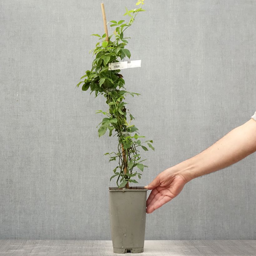 Esemplare di Rosa banksiae Lutea - Rosa di Lady Banks Vaso da 2L/3L consegnato in estate