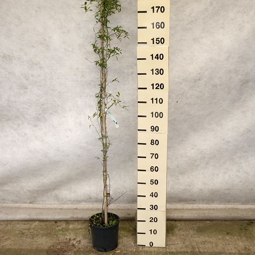 Esemplare di Rosa banksiae Lutea - Rosa di Lady Banks Vaso da 7,5L/10L come consegnato in autunno