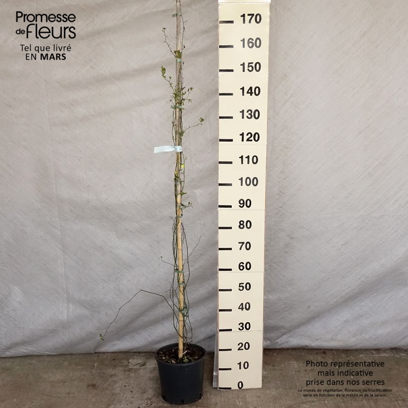 Rosa banksiae Lutea - Rosa di Lady Banks Vaso da 6L/7L esemplare consegnato in primavera