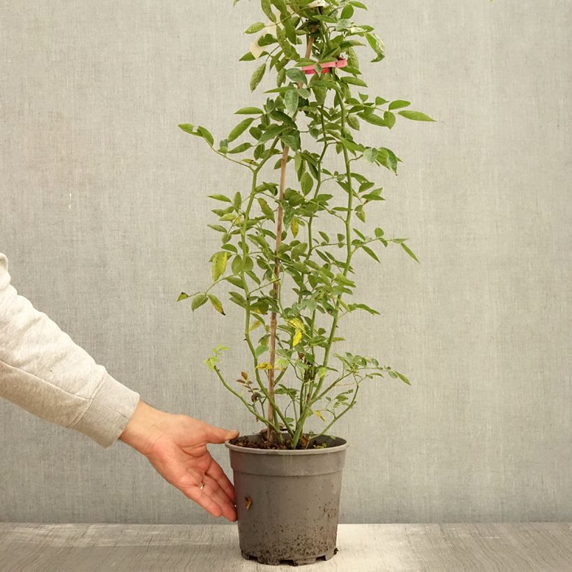 Esemplare di Rosa banksiae Rosea - Rosa di Lady Banks Vaso da 2L/3L come consegnato in autunno