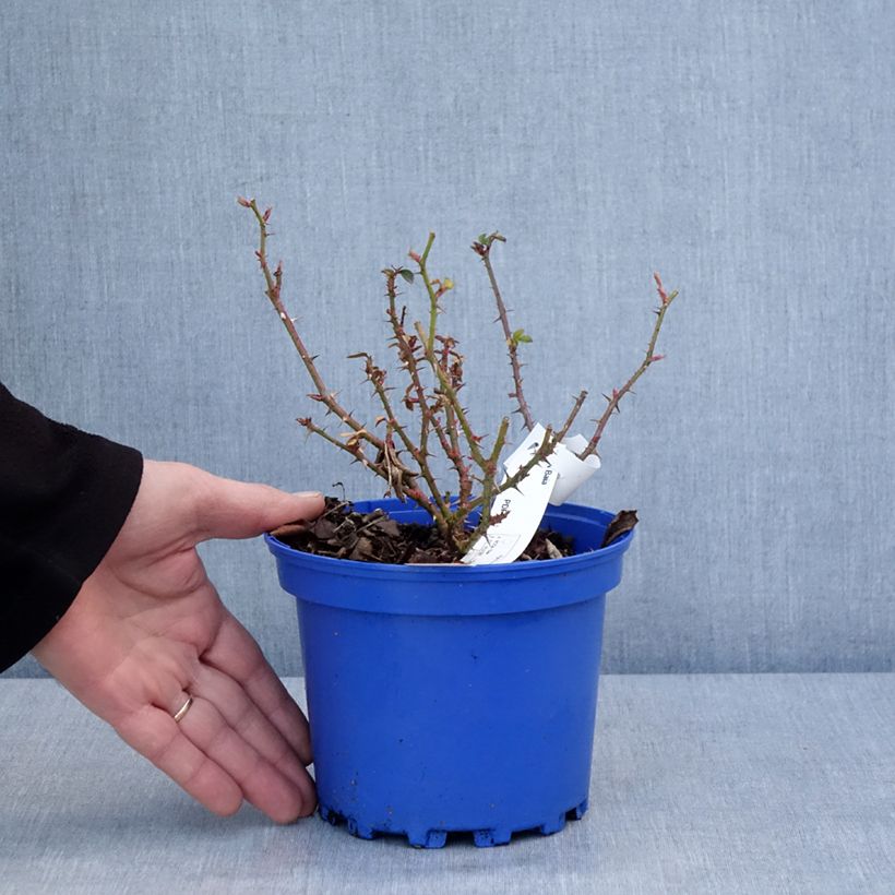 Rosa tappezzante Baia Vaso da 2L/3L esemplare consegnato in inverno