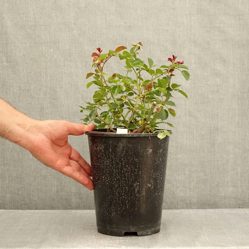 Esemplare di Rosa tappezzante New Vesuvia Vaso da 2L/3L consegnato in estate