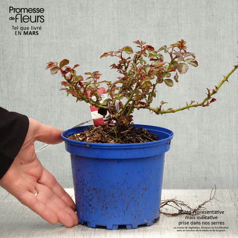 Rosa tappezzante New Vesuvia Vaso da 2L/3L esemplare consegnato in primavera