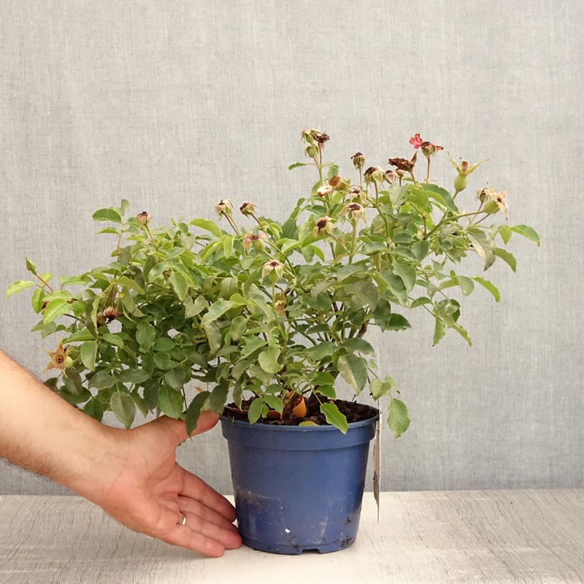 Esemplare di Rosa tappezzante Sedana Vaso da 2L/3L consegnato in estate