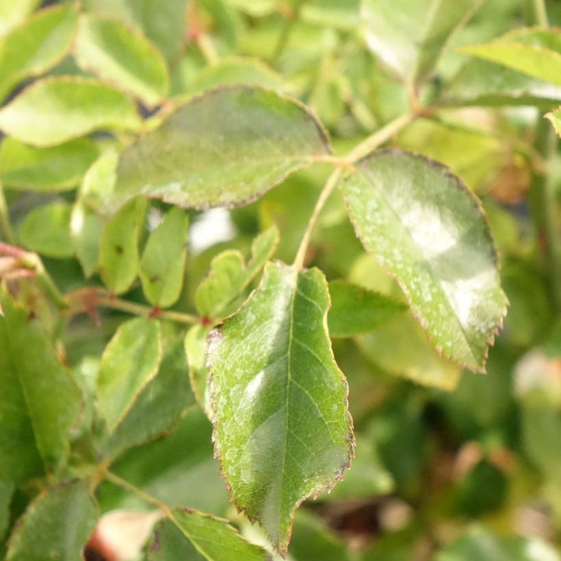 Rosa tappezzante Sedana (Fogliame)