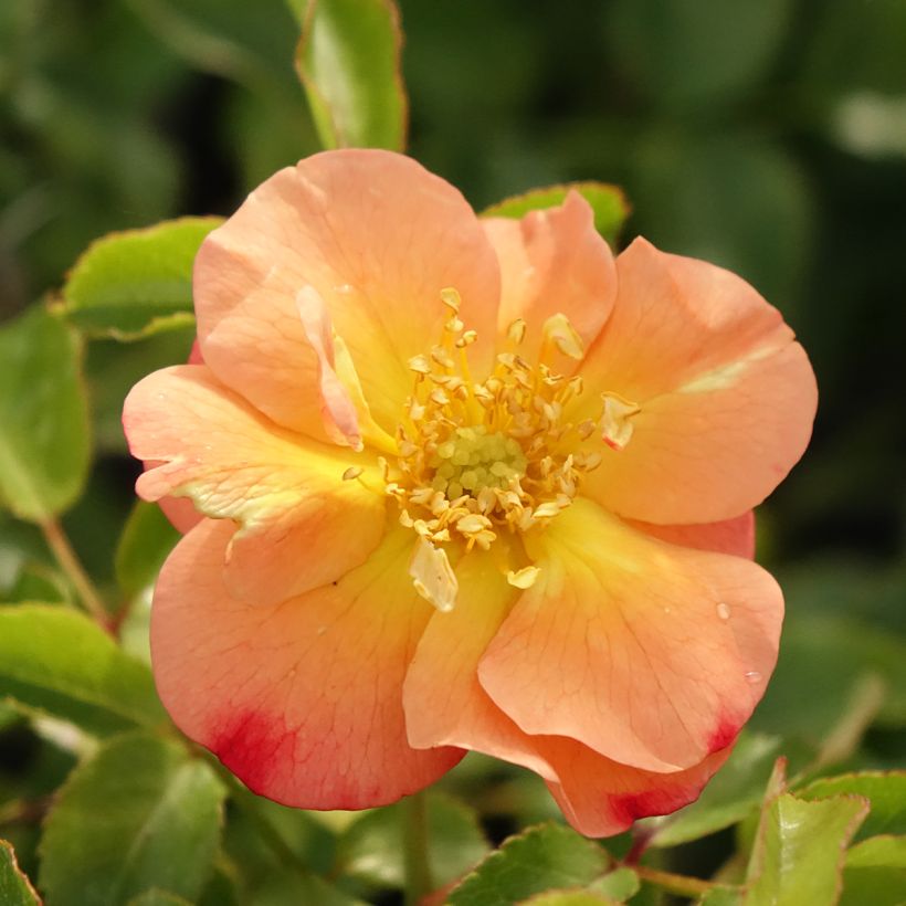 Rosa tappezzante Sedana (Fioritura)