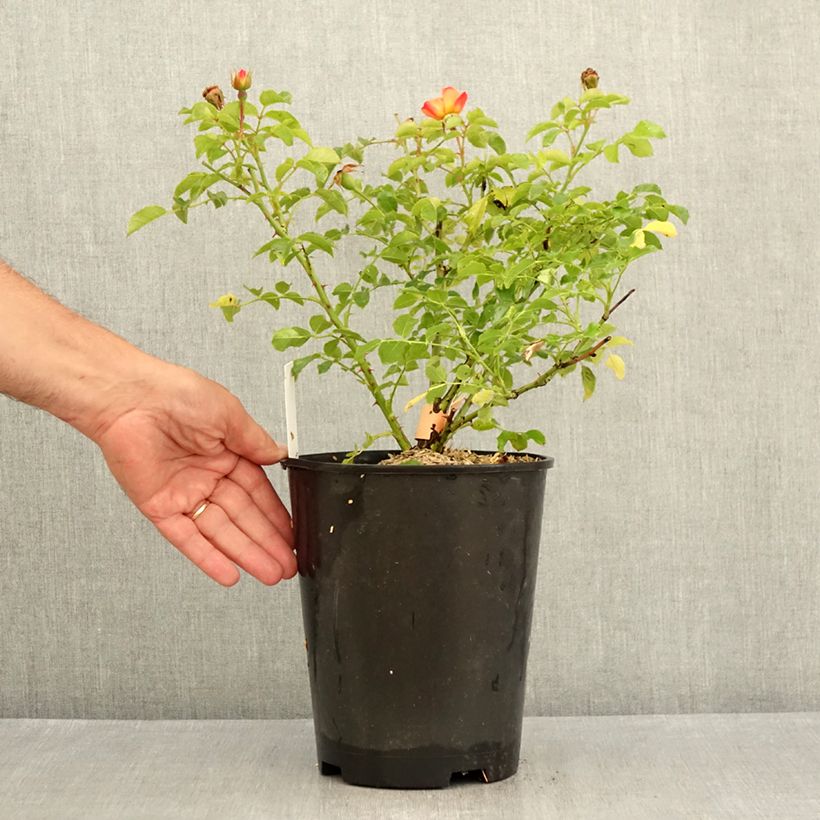 Esemplare di Rosa tappezzante Sedana Vaso da 4L/5L consegnato in estate