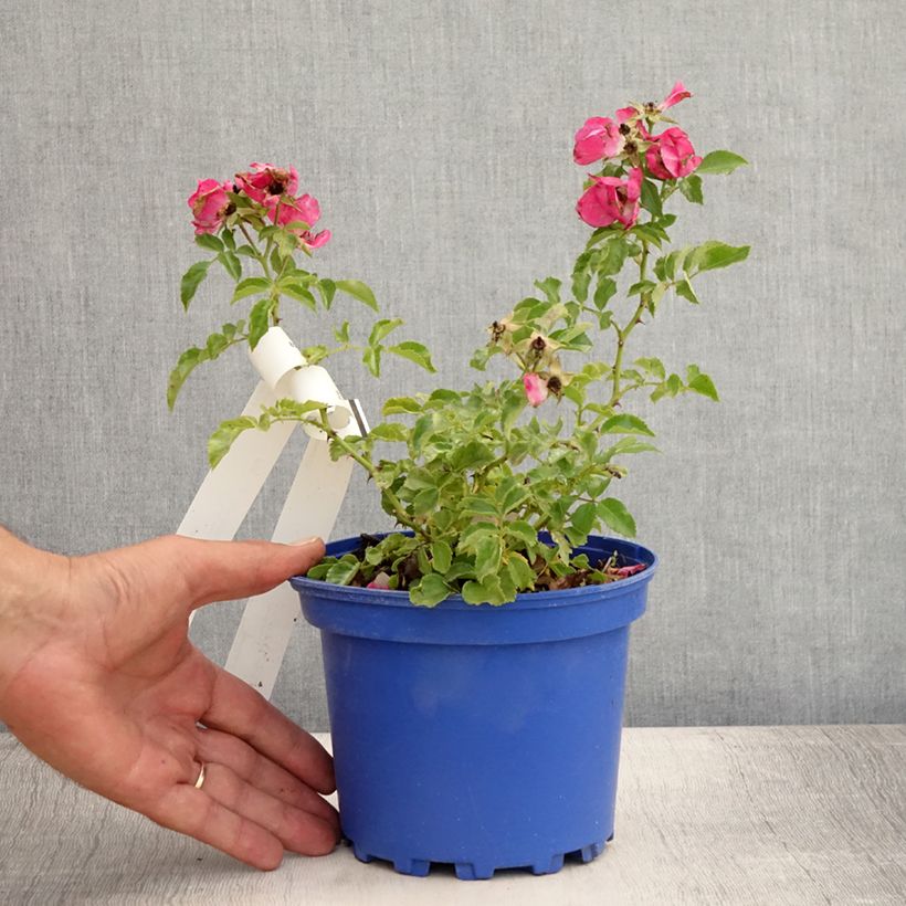 Esemplare di Rosa tappezzante Heidetraum (NOAtraum) Vaso da 2L/3L consegnato in estate