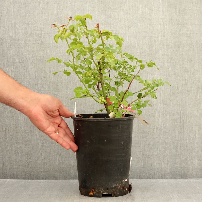 Esemplare di Rosa tappezzante Heidetraum (NOAtraum) Vaso da 4L/5L consegnato in estate