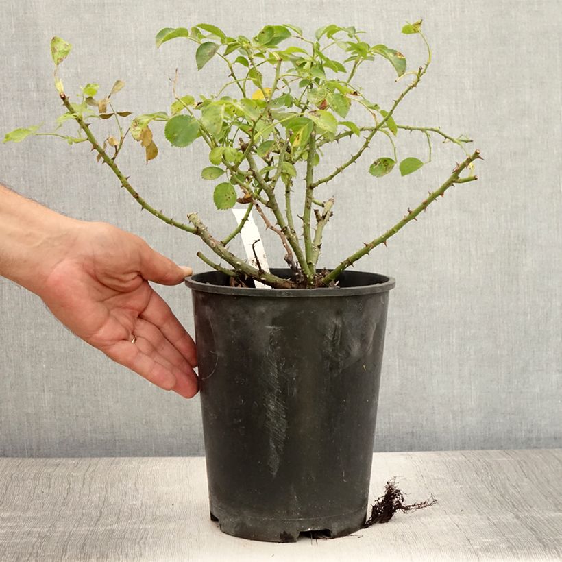 Esemplare di Rosa tappezzante Sorrento (Kadora) Vaso da 4L/5L consegnato in estate