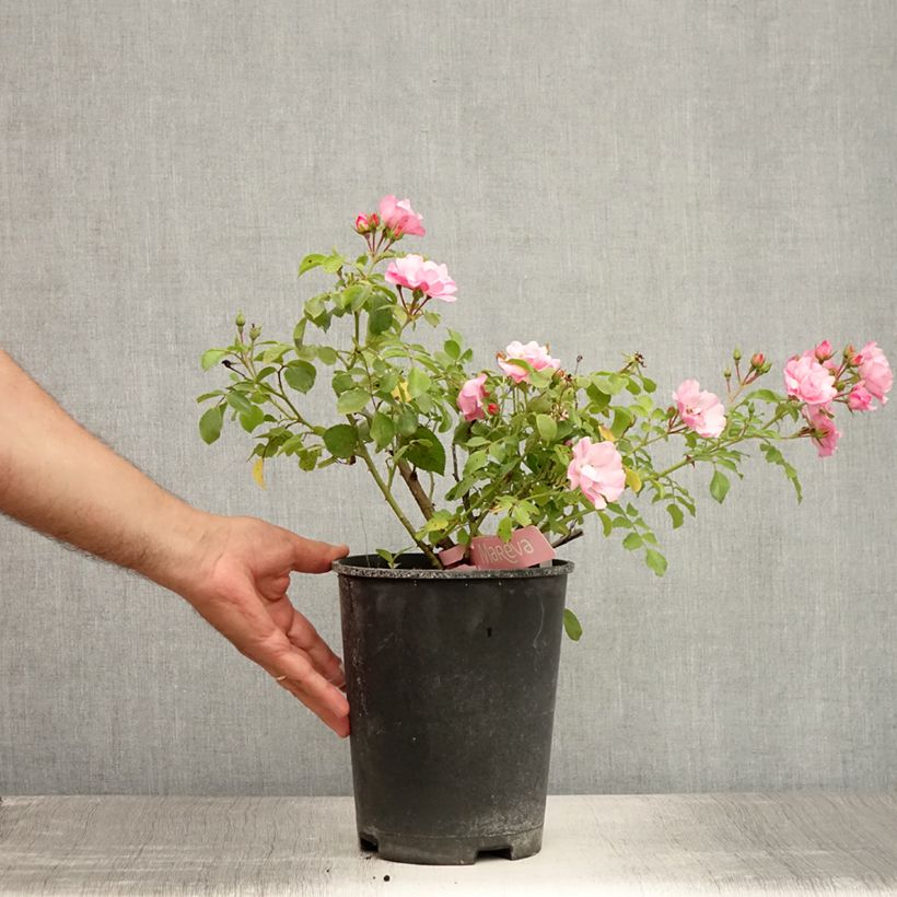 Esemplare di Rosa tappezzante Sommermelodie (NOAmel) Vaso da 4L/5L consegnato in estate