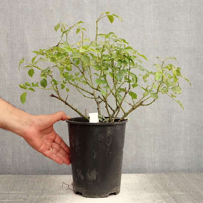Esemplare di Rosa tappezzante White Flower Carpet (NOAschnee) Vaso da 4L/5L consegnato in estate