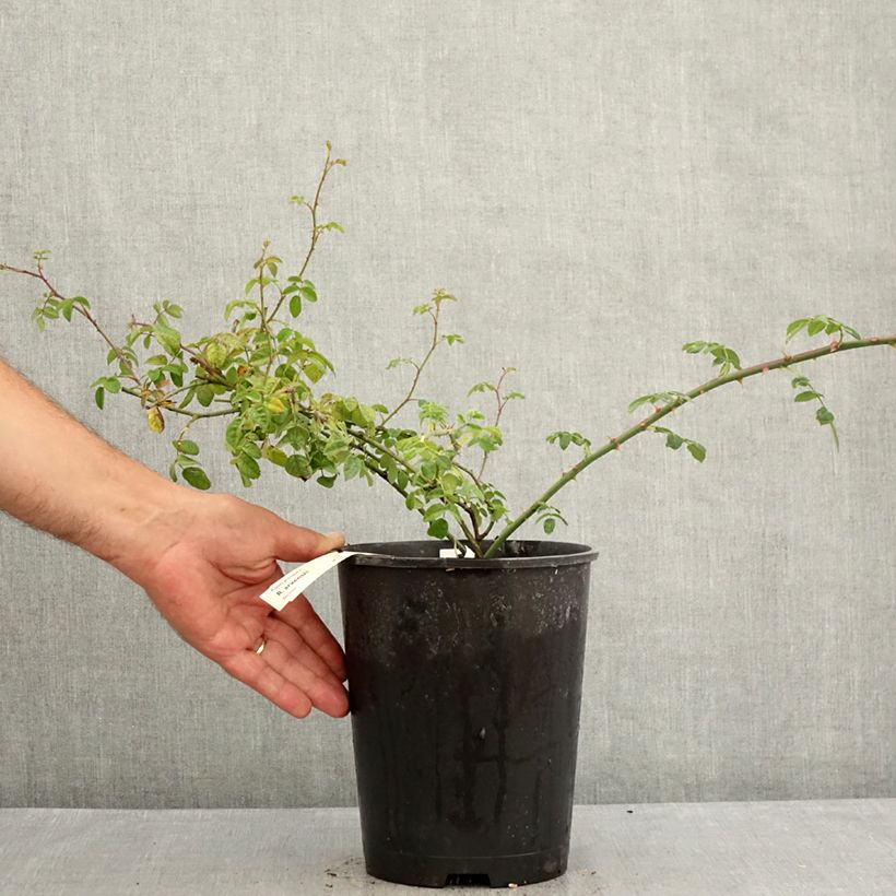 Esemplare di Rosa arvensis - Rosa cavallina Vaso da 2L/3L consegnato in estate