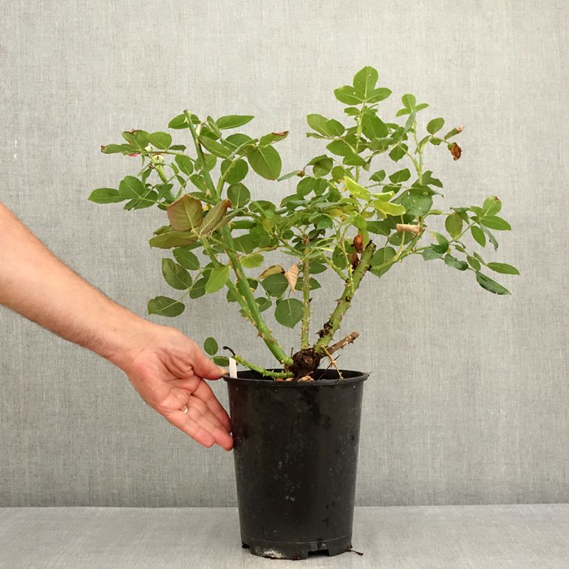 Esemplare di Rosa Dominica Intercomdoor Vaso da 4L/5L consegnato in estate