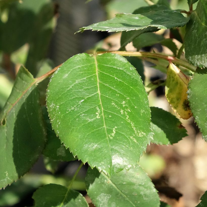 Rosa Dominica Intercomdoor (Fogliame)