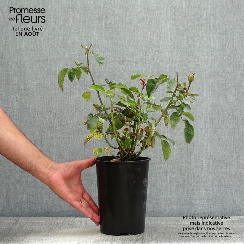 Esemplare di Rosa polyantha Heidi Klum Vaso da 4L/5L consegnato in estate