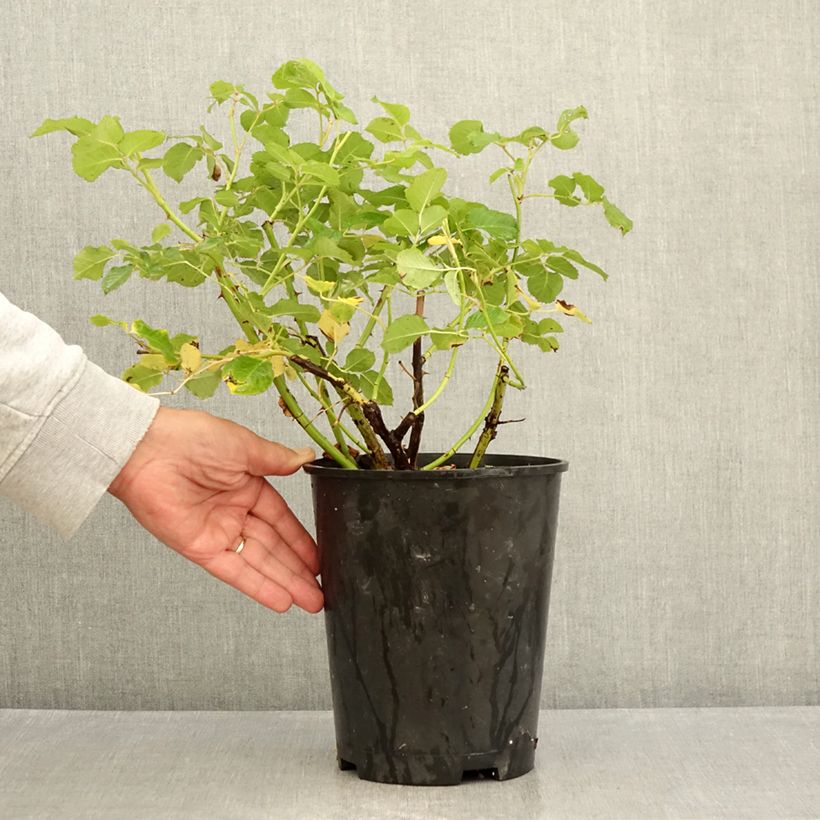 Esemplare di Rosa Generosa Agnès Schilliger Vaso da 4L/5L consegnato in estate