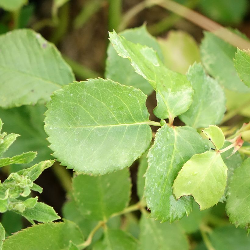 Rosa Generosa Agnès Schilliger (Fogliame)