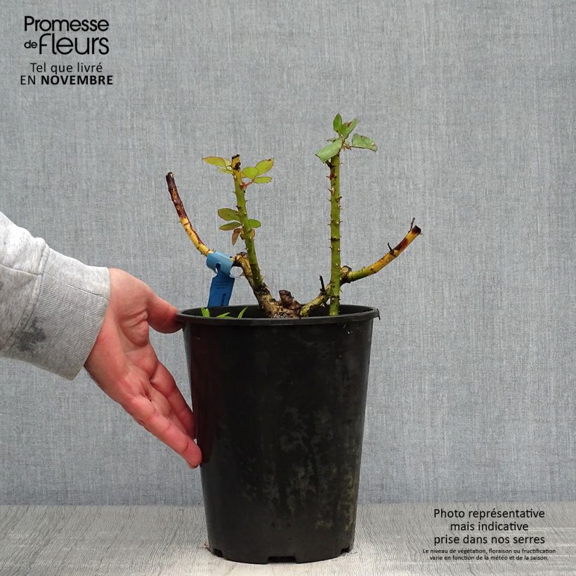 Esemplare di Rosa Generosa Bicentenaire de Guillot Vaso da 4L/5L come consegnato in autunno