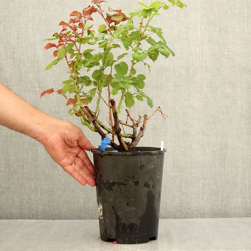 Esemplare di Rosa Generosa Elodie Gossuin Vaso da 4L/5L consegnato in estate