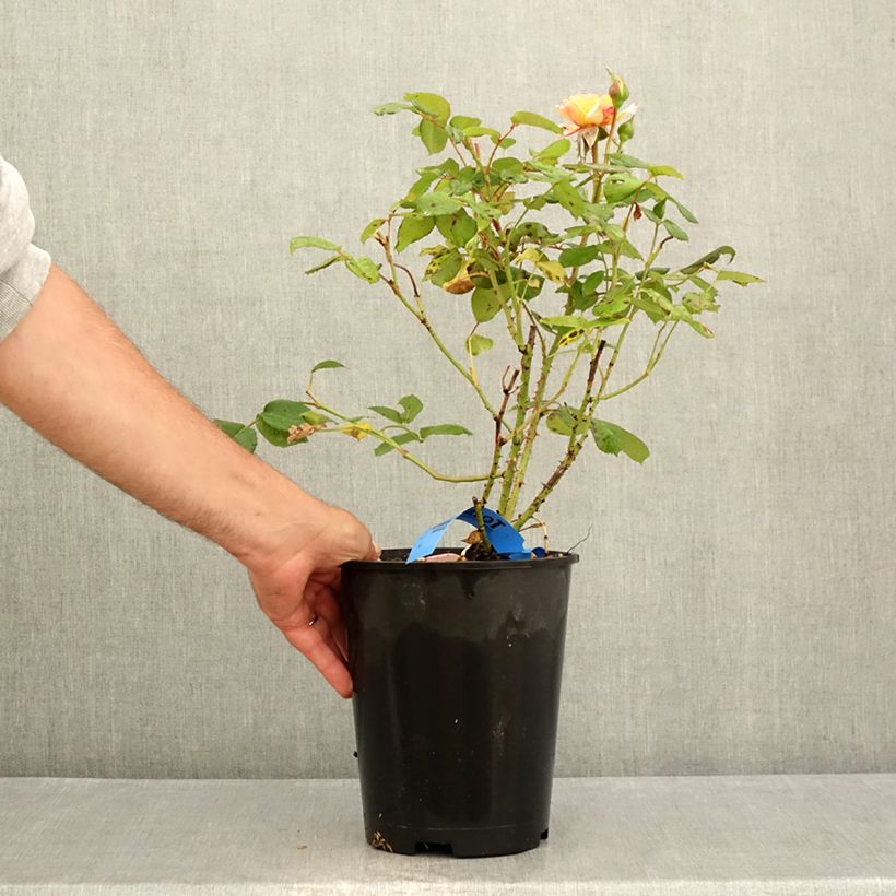 Esemplare di Rosa Generosa Fiona Gelin Vaso da 4L/5L consegnato in estate