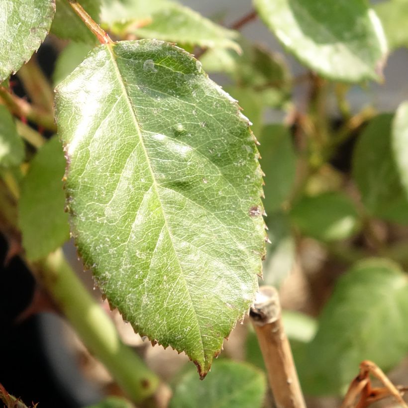 Rosa Generosa Fiona Gelin (Fogliame)