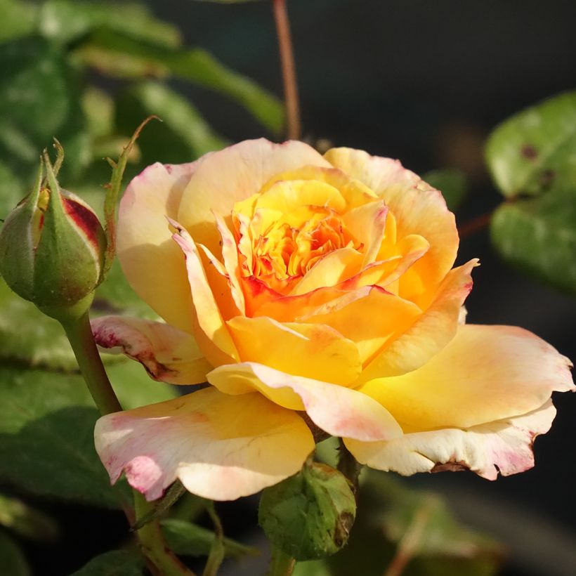 Rosa Generosa Fiona Gelin (Fioritura)