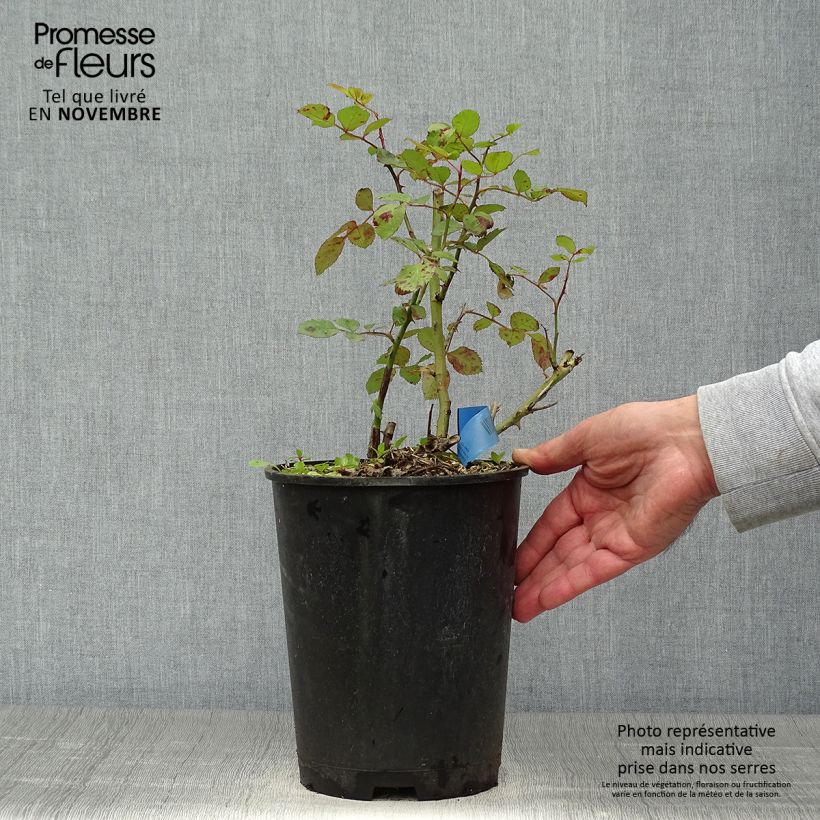 Esemplare di Rosa Generosa Institut Lumière Vaso da 4L/5L come consegnato in autunno