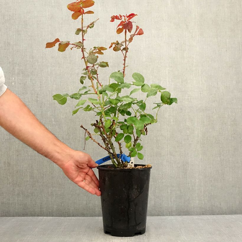 Esemplare di Rosa Generosa Laurent Cabrol Vaso da 4L/5L consegnato in estate