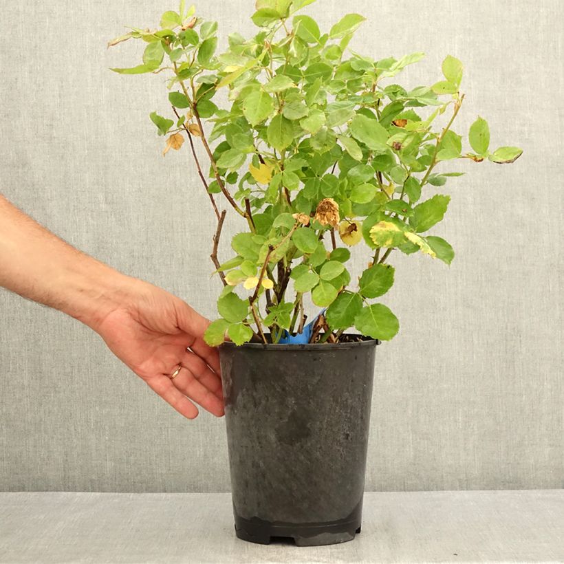 Esemplare di Rosa Generosa Laurent Voulzy Vaso da 4L/5L consegnato in estate