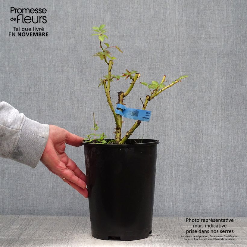 Esemplare di Rosa Generosa Nelson Monfort Vaso da 4L/5L come consegnato in autunno
