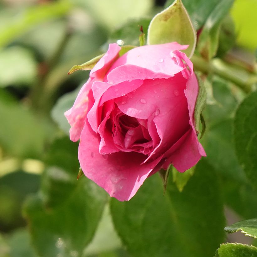 Rosa Generosa Paul Bocuse (Fioritura)