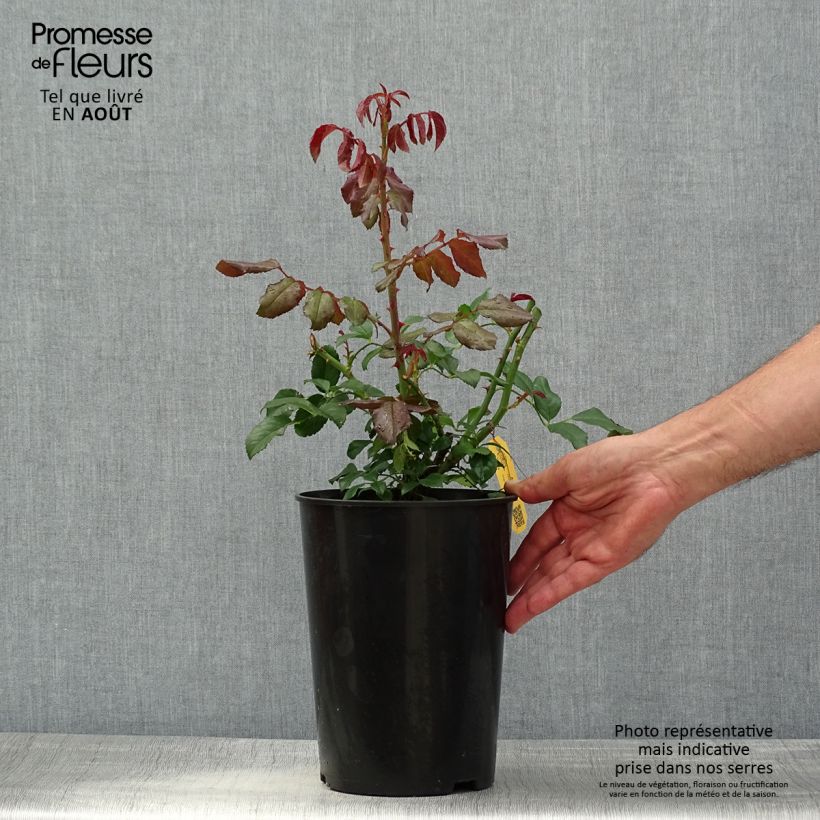 Esemplare di Rosa rampicante Alaska Vaso da 4L/5L consegnato in estate