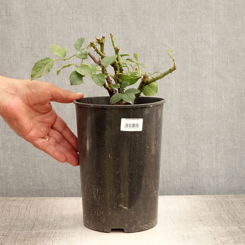 Esemplare di Rosa wichuraiana Albertine - Rosa rampicante Vaso da 4L/5L consegnato in estate