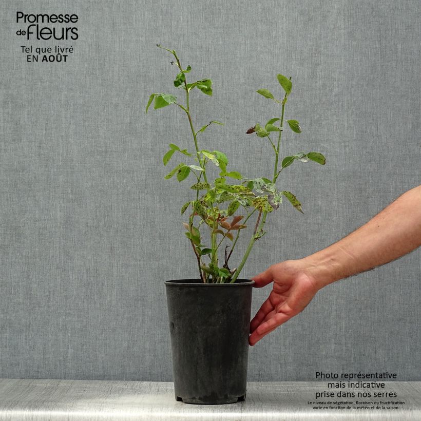 Esemplare di Rosa rampicante Aloha de Kordes Vaso da 4L/5L consegnato in estate