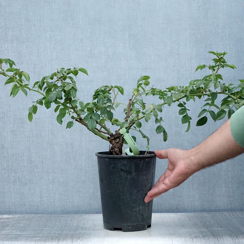 Esemplare di Rosa wichurana American Pillar - Rosa rampicante Vaso da 4L/5L consegnato in estate
