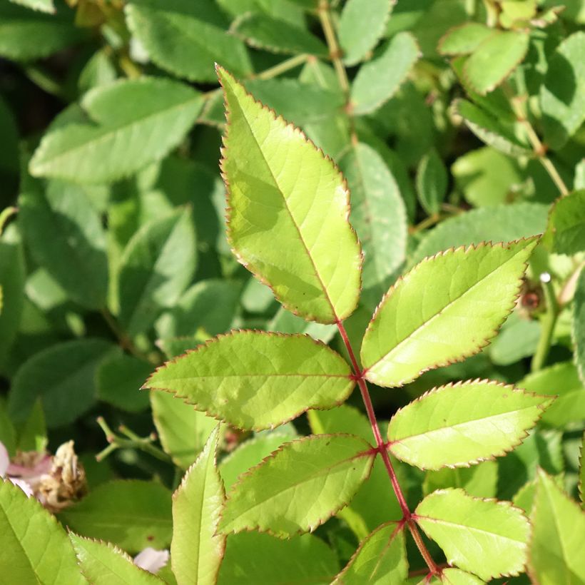 Rosa rampicante anglais Little Rambler (Fogliame)