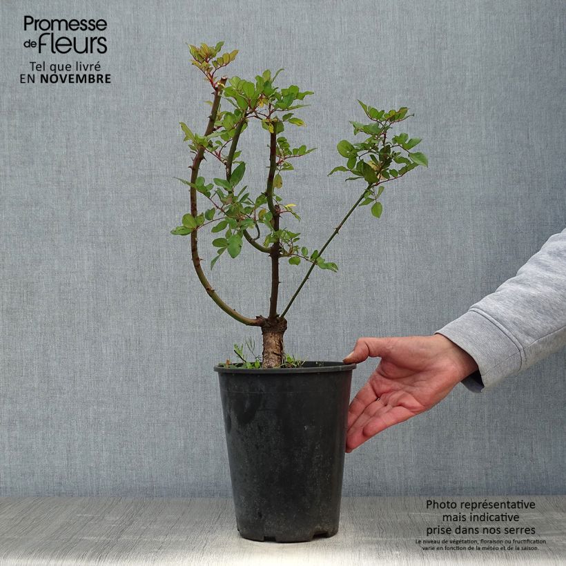 Esemplare di Rosa rampicante anglais Little Rambler Vaso da 4L/5L come consegnato in autunno