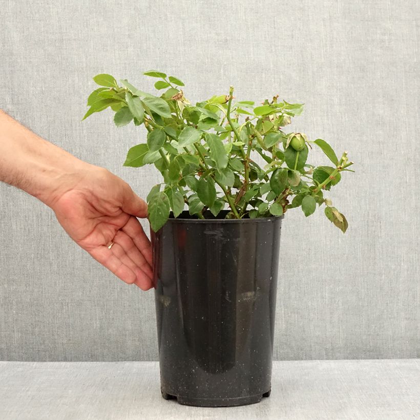 Esemplare di Rosa rampicante Bantry Bay Vaso da 4L/5L consegnato in estate