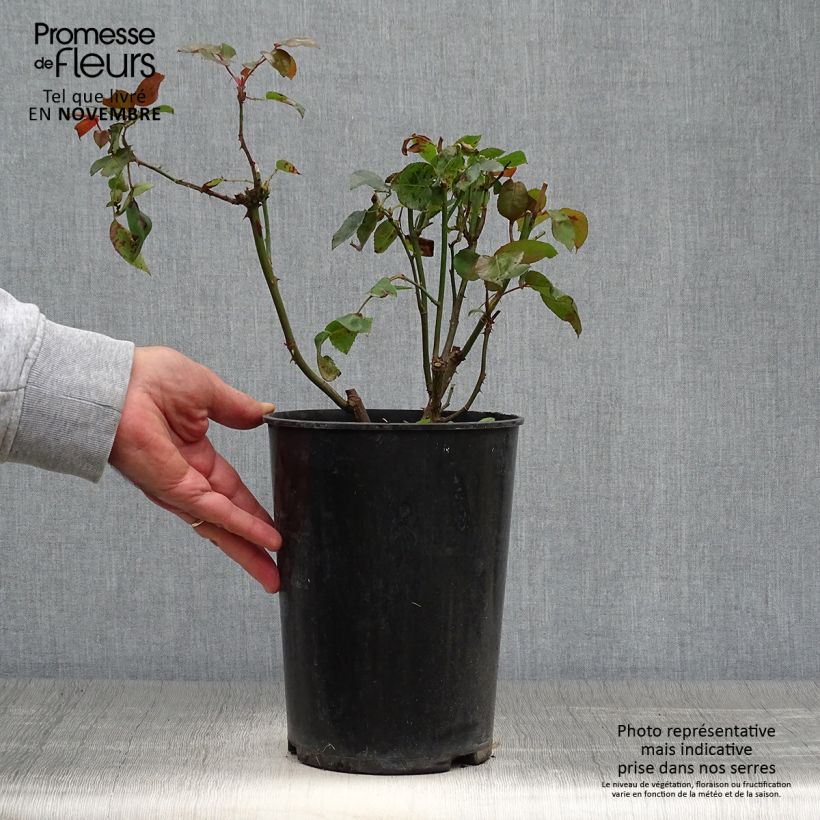 Esemplare di Rosa rampicante Compassion Vaso da 4L/5L come consegnato in autunno