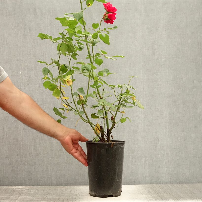 Esemplare di Rosa rampicante Blaze Superior Vaso da 4L/5L consegnato in estate