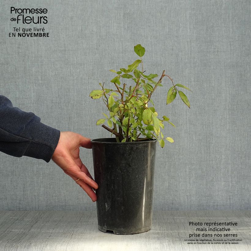 Esemplare di Rosa Cecile brunner - Rosa rampicante Vaso da 4L/5L come consegnato in autunno
