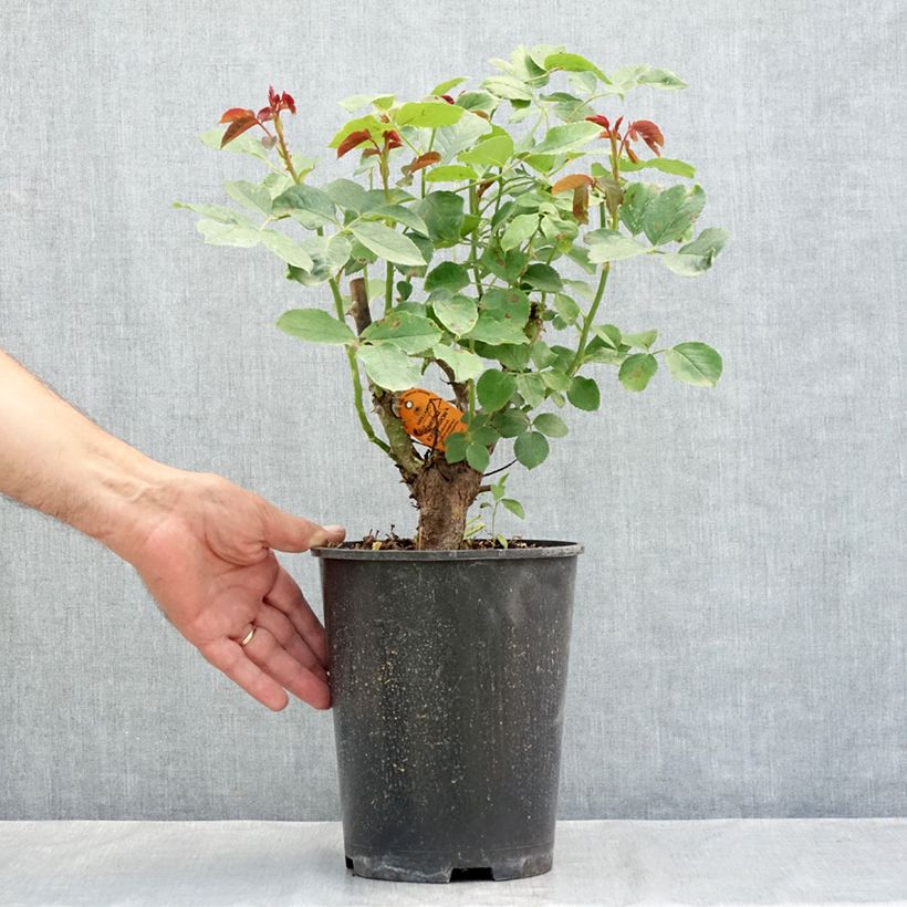 Esemplare di Rosier grimpant Cherry Explosion Vaso da 4L/5L consegnato in estate