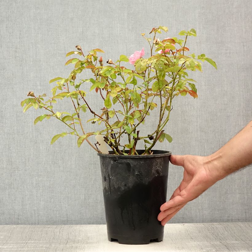 Esemplare di Rosa rampicante Clair Matin Vaso da 4L/5L consegnato in estate