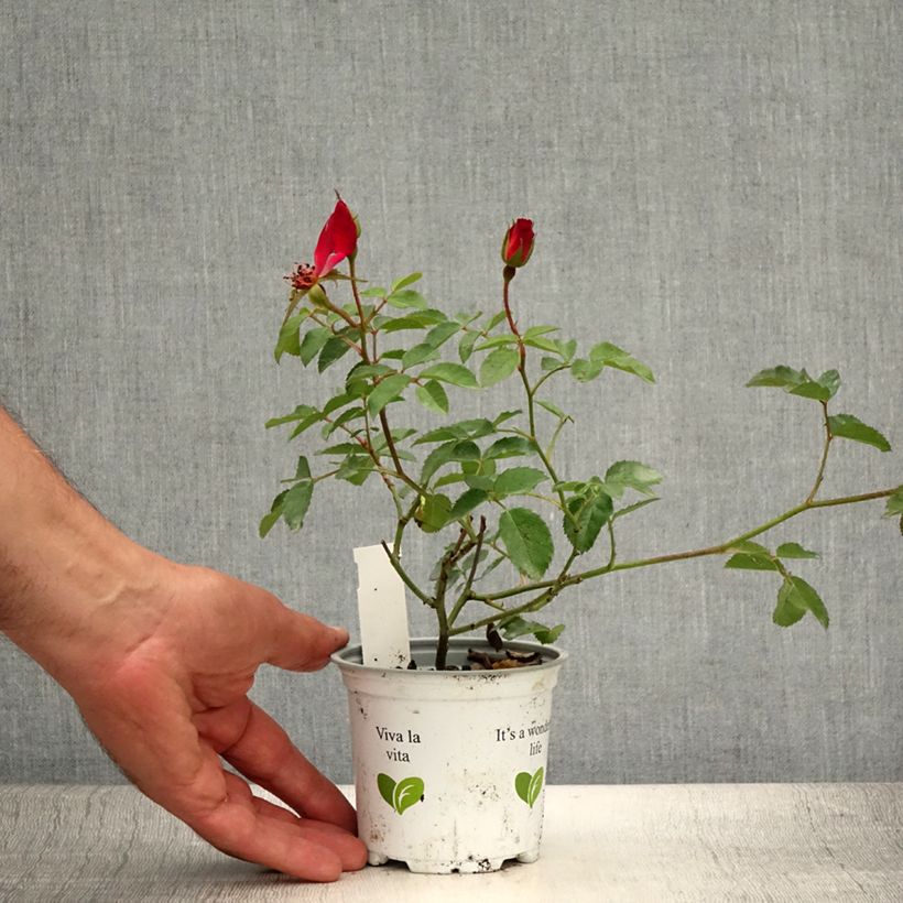 Esemplare di Rosa rampicante Cocktail Vaso da Ø 10 cm/11 cm consegnato in estate