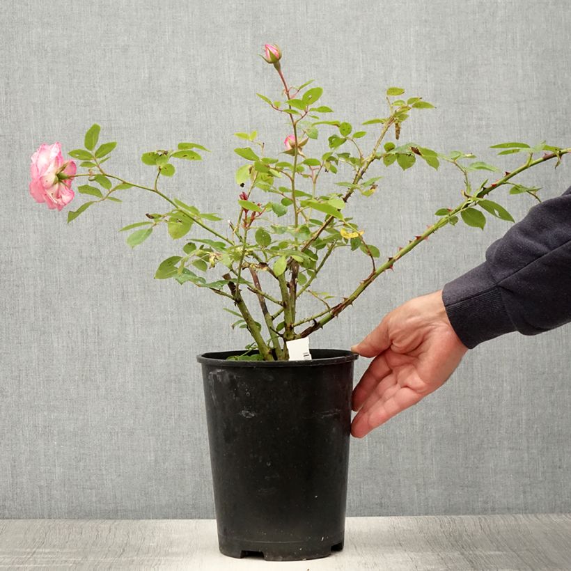 Esemplare di Rosa rampicante Coral Dawn Vaso da 4L/5L consegnato in estate